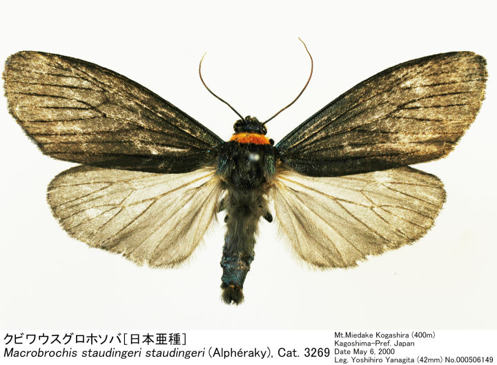 Macrobrochis_staudingeri_00050